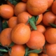 oranges-fruit-moist-healthy